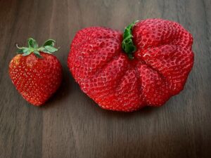 Yu Shirota Instagram - What the…

どんだけー

#こう見えて左の子もとっても大きいんだよ #イチゴ #苺  #fresa #strawberry #一粒5カロリーって知ってた ? #右の子はたぶん20カロリー #きゃわ