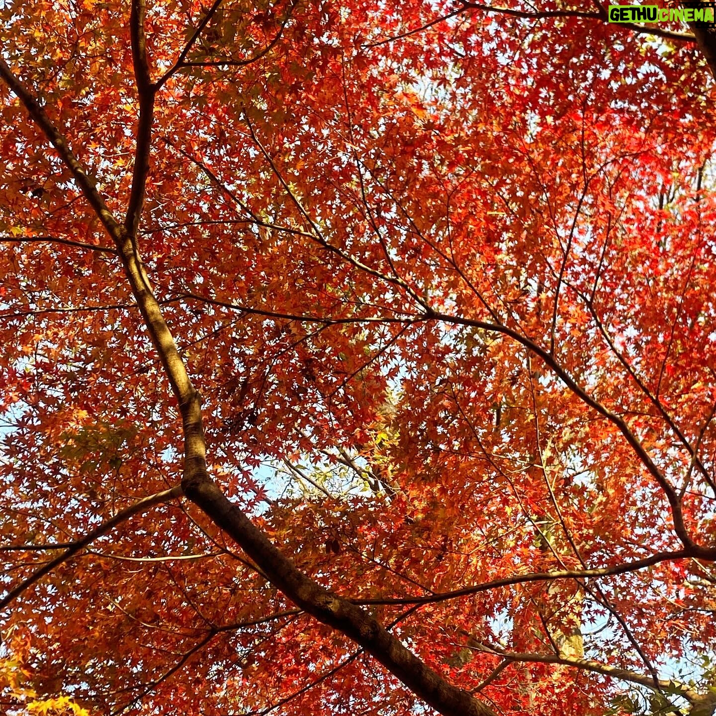 Yuka Itaya Instagram - 今年は夏が暑かったから、葉っぱが乾燥して 紅葉も瑞々しさが足りない、と聞いた。 それでもやはり美しく、ため息が出た。 来年も健やかに見ることができますように。