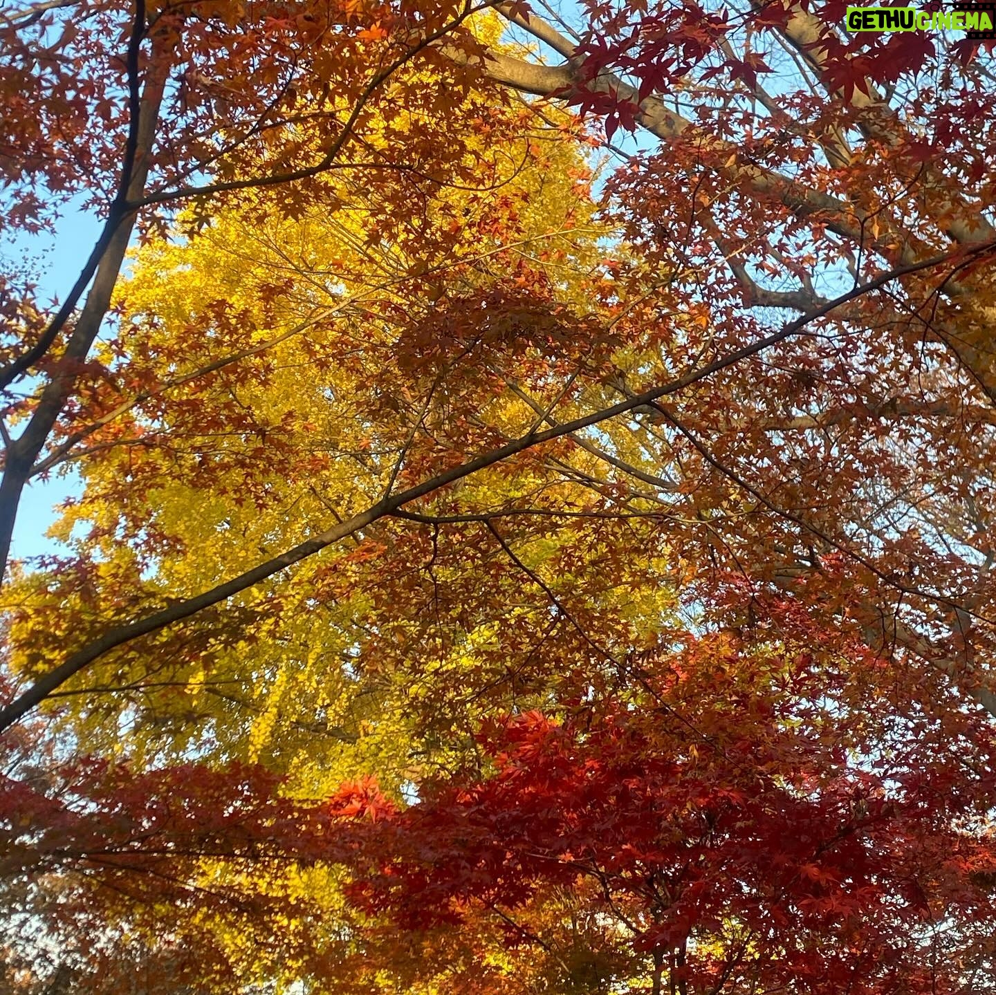 Yuka Itaya Instagram - 今年は夏が暑かったから、葉っぱが乾燥して 紅葉も瑞々しさが足りない、と聞いた。 それでもやはり美しく、ため息が出た。 来年も健やかに見ることができますように。