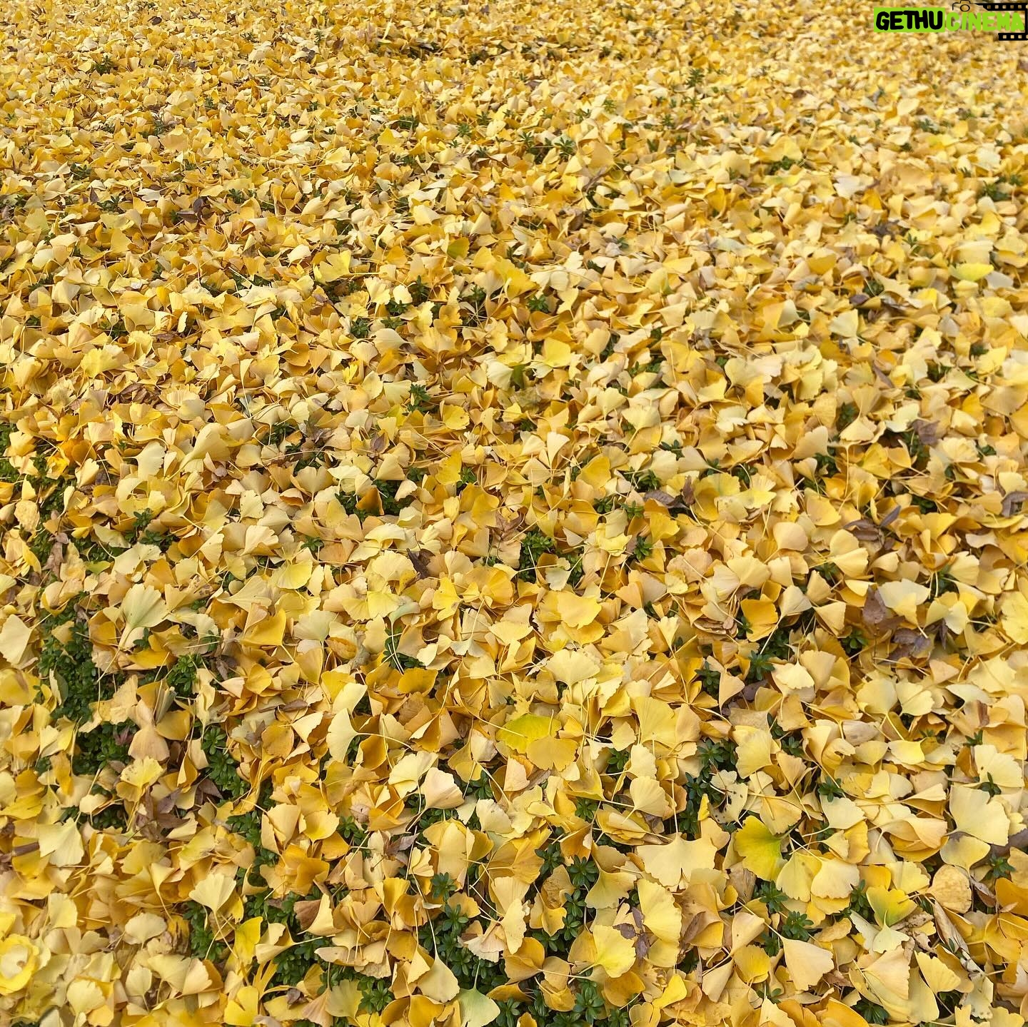 Yuka Itaya Instagram - 今年は夏が暑かったから、葉っぱが乾燥して 紅葉も瑞々しさが足りない、と聞いた。 それでもやはり美しく、ため息が出た。 来年も健やかに見ることができますように。