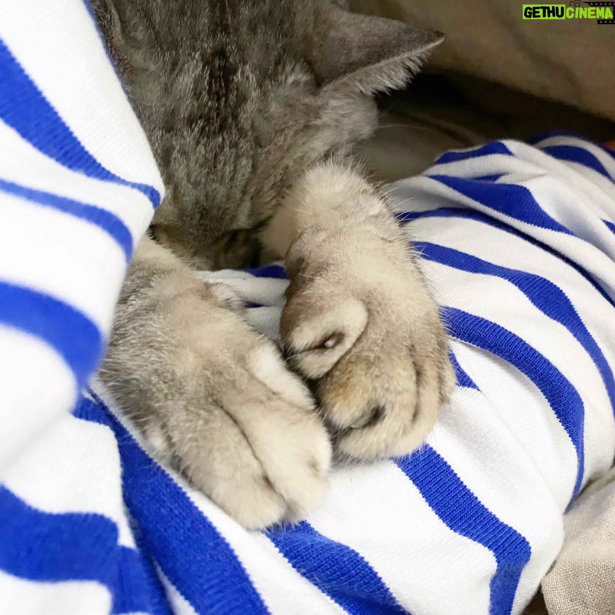 Yuka Itaya Instagram - 腕枕猫 おはようございます😃 爽やかな朝です 今日も良き日になりますように