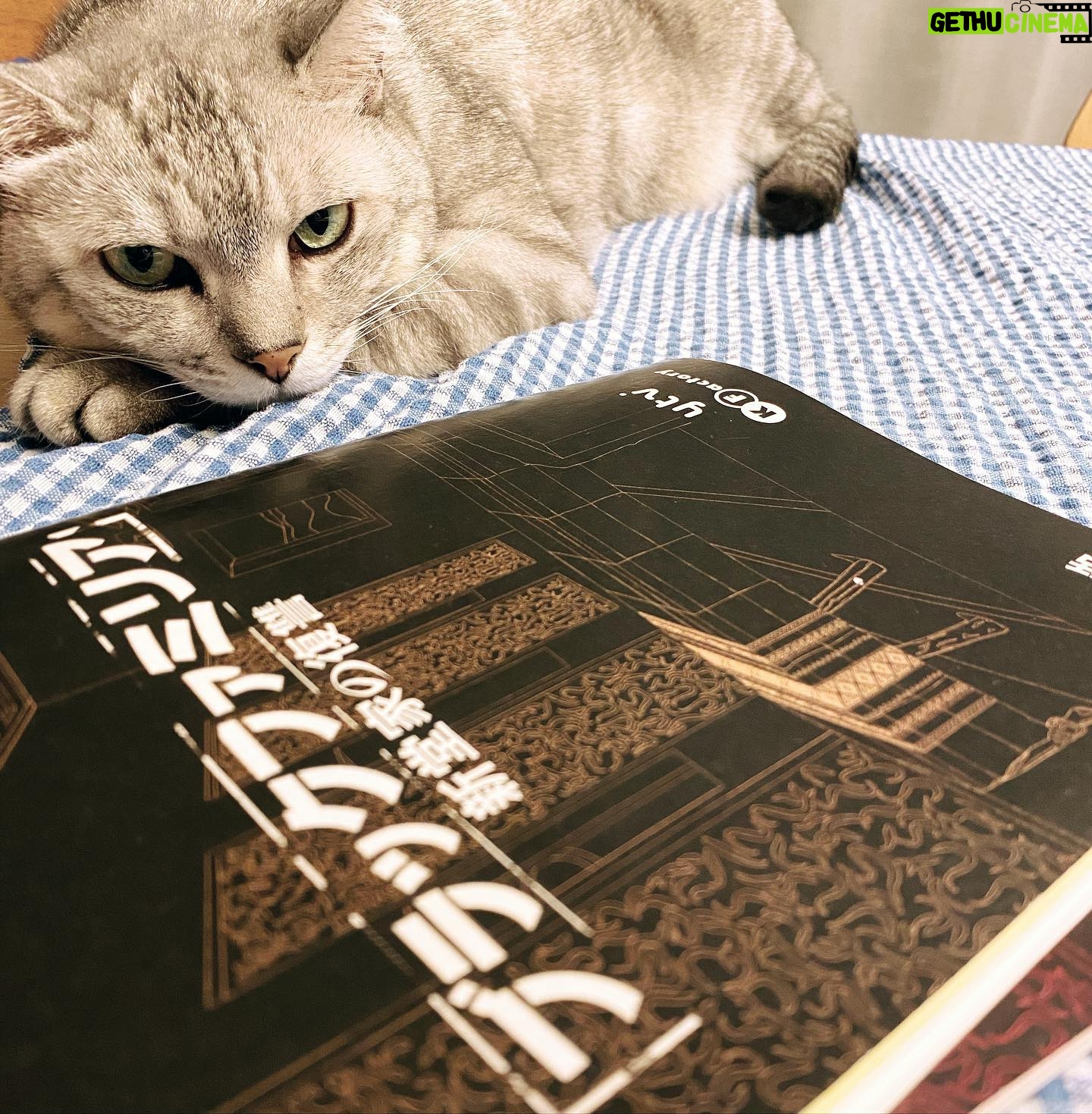 Yuka Itaya Instagram - メイも復讐に燃えている。 準備はできているらしい。 ラストスパートです。 燃えます。 @blackfamilia_ytvdrama