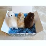 Yuko Oshima Instagram - 我が家にアルパカがやってきた🦙💟 34歳の誕生日は自分のことを考えるよりも 他のことで考えることがいっぱいで 誕生日近づくまで忘れてました👀 なんならどうでもいい、ぐらいまで思っていたけれど、友人にお祝いしてもらって SNSでもたくさんの応援してくれている方々からお祝いしてもらって お祝いの連絡をくれる人がいて、、、 やっぱりお祝いされるって嬉しいなぁ🥹😆💟って幸せに浸りました🧚🏼‍♀️ こんな気持ちを味わせてくれて 感謝しかありません ありがとう そして34歳もまだまだ前進しつつ 攻めていきたいと改めて思いました🫵🏻！ いちばんの願いは変わらずに 周りにいる人と笑顔を共有すること しあわせでいてもらうこと 今年もシェアハピしましょう🫶🏻🫶🏻🫶🏻 #おうちに何か届いた #と思ったら #アルパカ届いた #マネージャーからだった　🤣🎁❤️ #流石です #hbd34thyuko