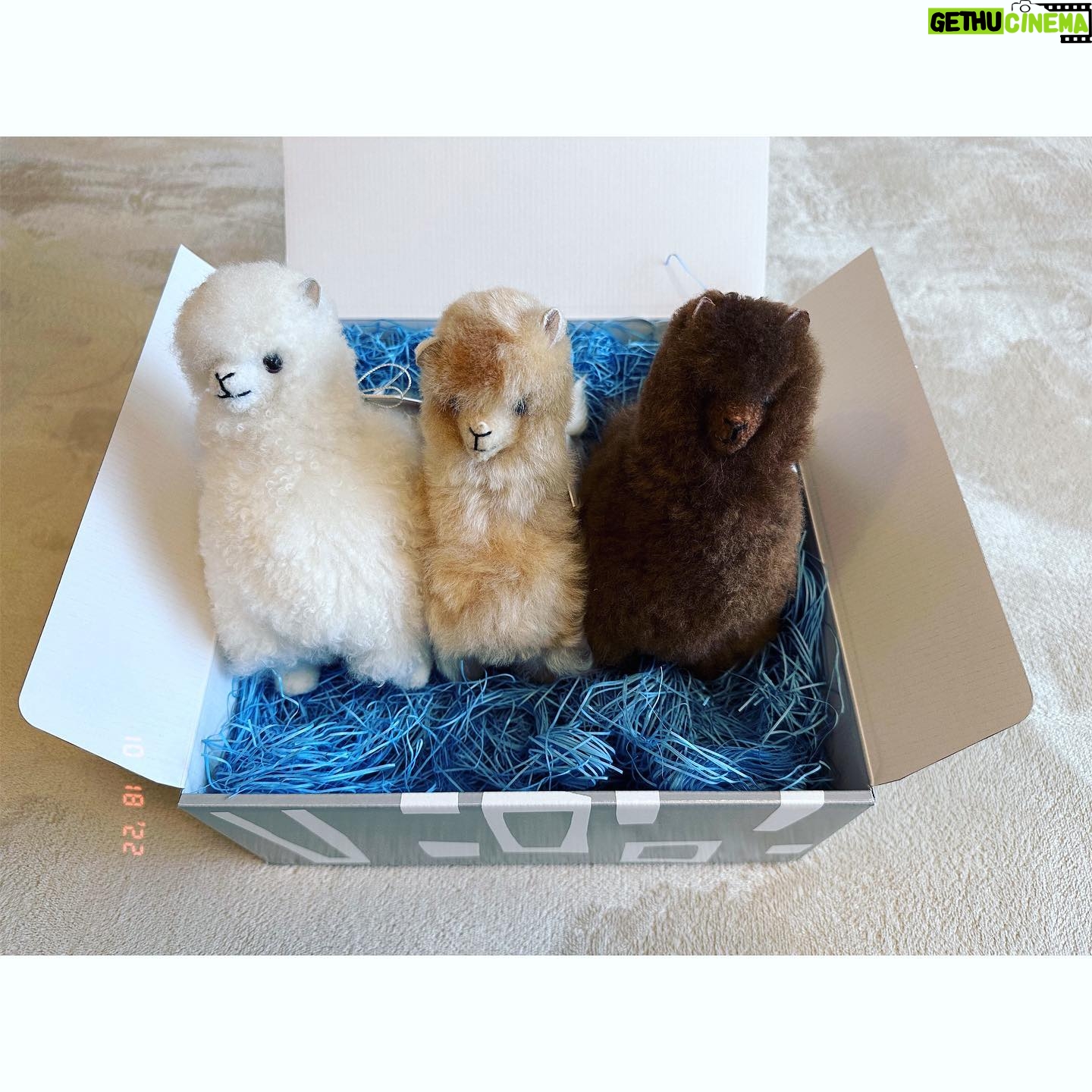 Yuko Oshima Instagram - 我が家にアルパカがやってきた🦙💟 34歳の誕生日は自分のことを考えるよりも 他のことで考えることがいっぱいで 誕生日近づくまで忘れてました👀 なんならどうでもいい、ぐらいまで思っていたけれど、友人にお祝いしてもらって SNSでもたくさんの応援してくれている方々からお祝いしてもらって お祝いの連絡をくれる人がいて、、、 やっぱりお祝いされるって嬉しいなぁ🥹😆💟って幸せに浸りました🧚🏼♀️ こんな気持ちを味わせてくれて 感謝しかありません ありがとう そして34歳もまだまだ前進しつつ 攻めていきたいと改めて思いました🫵🏻! いちばんの願いは変わらずに 周りにいる人と笑顔を共有すること しあわせでいてもらうこと 今年もシェアハピしましょう🫶🏻🫶🏻🫶🏻 #おうちに何か届いた #と思ったら #アルパカ届いた #マネージャーからだった 🤣🎁❤️ #流石です #hbd34thyuko