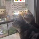 Yuliya Solomonova Instagram - Милый, хороший, ну что ты опять на пафосе? Села зарядка на сотовом, или кушаешь? Чувства как дети — им нужно менять памперсы, Грудью кормить, а потом творожком «Агушею». Мне всё мерещатся в полночь плохие случаи, Про седину и про злое ребро бесовское. Ты же такой у меня нереальный пупсичек, Падаешь на колыбель со своими сосками. Как мне уверовать в притчу, что это — мелочи? Как мне, Малыш, над тобой не дежурить издали? Если б любовь была голубоглазой девочкой, Многие люди ее бы давно отпиздили! . #СолаМонова, 2011 #стихи #отношения #мем #юмор