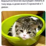 Yuliya Solomonova Instagram – Окончено время дневных забот, 
Ночь сладкая, как нирвана,
И спит на подушечке чёрный кот,
Ленивый король дивана.

В старинном камине погас огонь,
Домашних накрыла дрёма…
И снится коту, что он – белый конь,
Сокровище ипподрома!

Он белый, он мышечный, он бегун,
Стремительный, резкий, чёткий,
И шейхи глядят на него с трибун 
И перебирают чётки.

Последний забег, кубок взят, и вот –
Ночь сладкая, как нирвана!
И снится коню, что он – чёрный кот,
Ленивый король дивана.

#СолаМонова

НАПОМИНАЛОЧКА:
Мой концерт 16 мая в БЕЛГРАДЕ. Ссылка в шапке профиля ❤️
