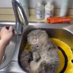 Yuliya Solomonova Instagram – Окончено время дневных забот, 
Ночь сладкая, как нирвана,
И спит на подушечке чёрный кот,
Ленивый король дивана.

В старинном камине погас огонь,
Домашних накрыла дрёма…
И снится коту, что он – белый конь,
Сокровище ипподрома!

Он белый, он мышечный, он бегун,
Стремительный, резкий, чёткий,
И шейхи глядят на него с трибун 
И перебирают чётки.

Последний забег, кубок взят, и вот –
Ночь сладкая, как нирвана!
И снится коню, что он – чёрный кот,
Ленивый король дивана.

#СолаМонова

НАПОМИНАЛОЧКА:
Мой концерт 16 мая в БЕЛГРАДЕ. Ссылка в шапке профиля ❤️