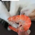 Yuliya Solomonova Instagram – Окончено время дневных забот, 
Ночь сладкая, как нирвана,
И спит на подушечке чёрный кот,
Ленивый король дивана.

В старинном камине погас огонь,
Домашних накрыла дрёма…
И снится коту, что он – белый конь,
Сокровище ипподрома!

Он белый, он мышечный, он бегун,
Стремительный, резкий, чёткий,
И шейхи глядят на него с трибун 
И перебирают чётки.

Последний забег, кубок взят, и вот –
Ночь сладкая, как нирвана!
И снится коню, что он – чёрный кот,
Ленивый король дивана.

#СолаМонова

НАПОМИНАЛОЧКА:
Мой концерт 16 мая в БЕЛГРАДЕ. Ссылка в шапке профиля ❤️