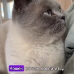 Yuliya Solomonova Instagram – Окончено время дневных забот, 
Ночь сладкая, как нирвана,
И спит на подушечке чёрный кот,
Ленивый король дивана.

В старинном камине погас огонь,
Домашних накрыла дрёма…
И снится коту, что он – белый конь,
Сокровище ипподрома!

Он белый, он мышечный, он бегун,
Стремительный, резкий, чёткий,
И шейхи глядят на него с трибун 
И перебирают чётки.

Последний забег, кубок взят, и вот –
Ночь сладкая, как нирвана!
И снится коню, что он – чёрный кот,
Ленивый король дивана.

#СолаМонова

НАПОМИНАЛОЧКА:
Мой концерт 16 мая в БЕЛГРАДЕ. Ссылка в шапке профиля ❤️