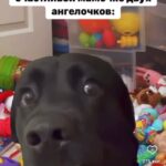 Yuliya Solomonova Instagram - У нас в песочнице все мамочки - хамьё, Их воспитательная техника опасна. Чужие дети - это дело не моё, Чужие деньги - тоже дело не моё, . Понятное дело, Но я не согласна! . На умном сайте сесть большой научный чат, Такую ересь там несут, всё с ними ясно, Там все тупые, значит лучше промолчать, Но я умнее, значит лучше промолчать, . Понятно, что лучше, Но я не согласна! . В семье, как в стае, безопасней с вожаком, Он всё добудет, разве это не прекрасно? А значит, надо соглашаться с мужиком, Понятно, надо соглашаться с мужиком, . Понятно, что надо, Но я не согласна! #СолаМонова #стихи Обязательно напишите, с чем вы не согласны!!! Нельзя держать в себе. Скажете - и полегчает!