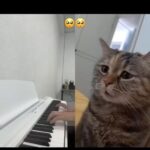 Yuliya Solomonova Instagram - угадайте, какой супер известной песни это перевод ( зачеркнуто) адаптация на русский :))) я думала, ты мой ты - моя душа и если ты уйдёшь к другой я не смогу дышать ты перекрыл мне кислород бросил умирать на дне пока был с ней но оказалось, я сильней. и вот ты здесь - вот это шок! ты дверь открыл своим ключом и так уверенно вошёл как будто ты пришел домой как будто мы опять близки да если б я ждала визита я сменила бы замки кончил с той? и вот ты тут! не подходи, стой! здесь тебя давно не ждут процентов сто ты б не достал меня со дна думал я сдохну? думал я сдохну одна? а я жива! да, я жива! о, пока на свете есть любовь я буду выживать ошибаться, но решать, задыхаться, но дышать и я жива и я жива! хей-хей не обещаю, что скоро, но обязательно озвучим этот русский вариант в коллаборации :))) . еще у меня должок - don’t speak он тоже на подходе а дальше будут ещё адаптации. такой уж у меня период в творчестве:))) с листа такие тексты не очень читаются, но главное, чтобы пелись 💓