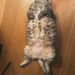 Yumi Adachi Instagram – đ€đ€đ€
ăăĄăźăăŁăłă
ćŻăŠăŸăă