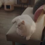 Yumi Adachi Instagram – 🌙🌙🌙
すこし不器用で一生懸命な3人と、愛おしい猫たち。
映画 #三日月とネコ
5月24日公開！