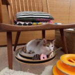 Yuriko Ishida Instagram - こんにちは。 朝起きて、ものすごくびっくりしました… 動物たちを(ケージに入れて)客室に入れてあげてほしいと 書き込んだ私のコメントに対して、 ものすごい勢いで反対する方々が… でも、私はそれでもいいと思ってます。 人命より動物が大切なのかといわれたり、 アレルギーが、と言われても その点も考慮しながら少しずつ、解決していけたらとほんとに思っているのです。 誰かを批判したり 何かを押しつぶしたりして 自分の意見を通そうなんてぜんぜん思っていません。 どうかそんなに怒らないで。 考えを書いているだけ。 そして、わたしは何を言われても、 この問題に限らず 動物たちとの共存していく問題を 日本の皆さんがもっともっとみんなで話し合える世の中になっていってほしいと思ってます。 石田ゆり子 追記 私は動物たちを飛行機に乗せたことは今のところありません。だけど、移住する方や、どうしても乗せなければならない事情のある方々は沢山います。 むやみに動物を飛行機に乗せることはもちろん反対です… なぜならやはりそれは動物たちにとってかなりのストレスだからです。