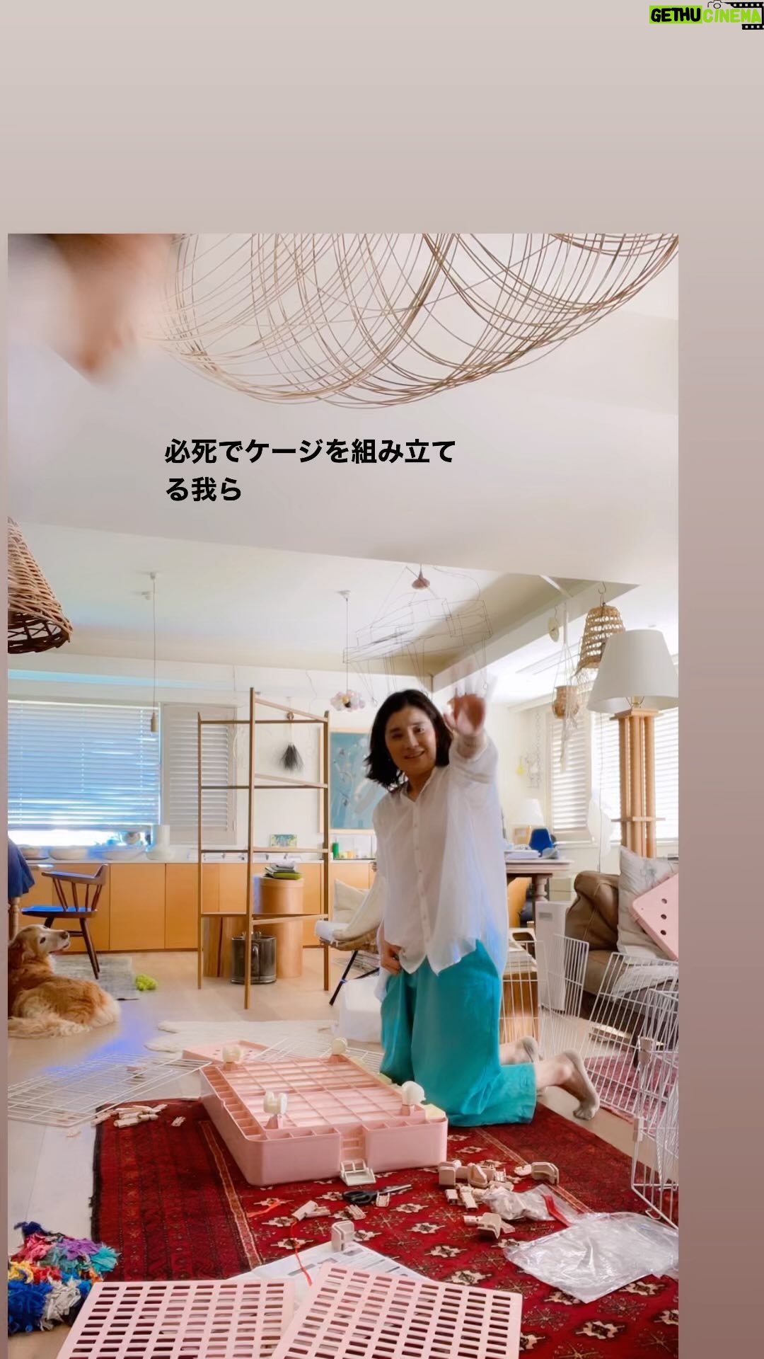 Yuriko Ishida Instagram - えーと、 そうです 勘の良い方なら お分かりかとおもいます。 はぁ、それにしても ちびたがきたのは本当に ジャスト一年前。 そっくりすぎるあの子が 登場するなんてこれはもう、 運命。 #ケージを組み立てる姉妹