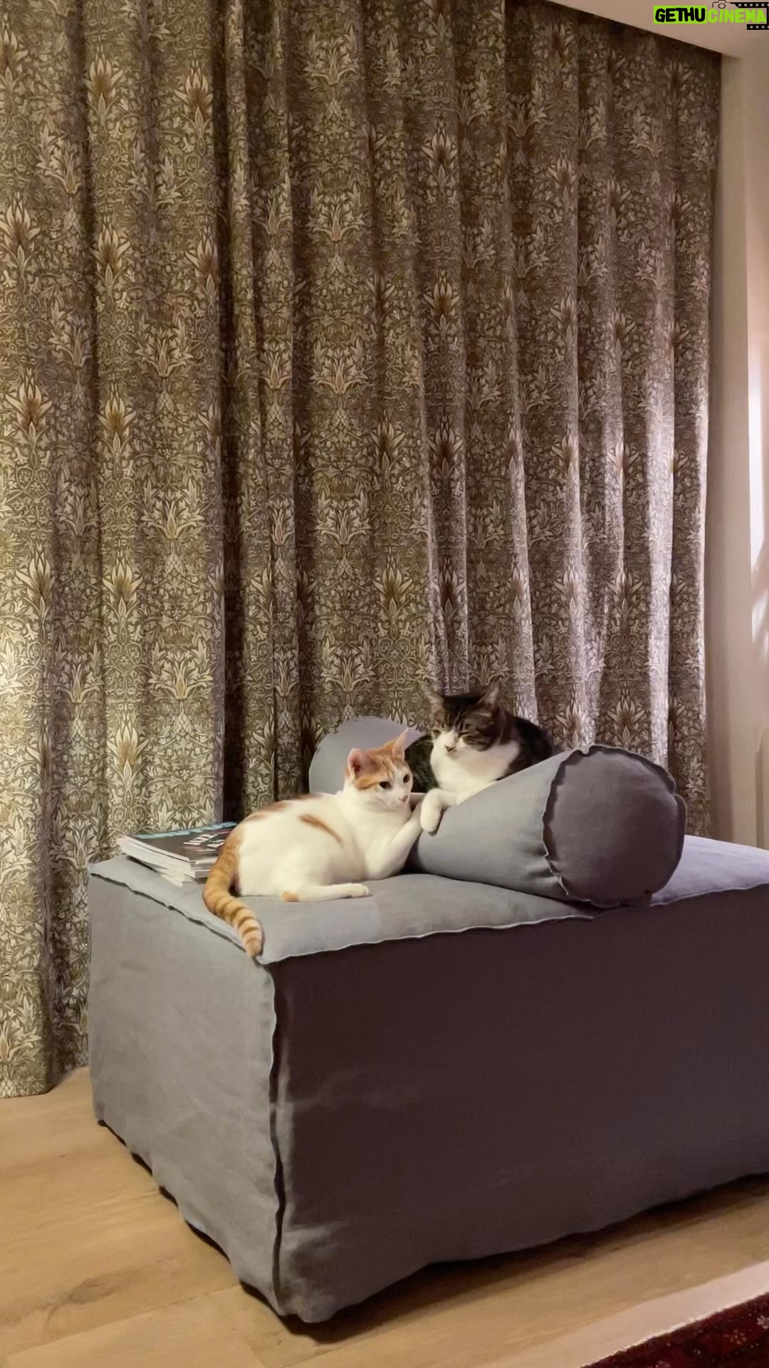 Yuriko Ishida Instagram - 真夜中,ソファで居眠り💤していて、ふと目が覚めたときに見た光景。 タビは本当に優しい。優しくありたいなぁ。 全てのことに。と、たびを見ているといつも 思います。 #また間違えて人間アカウントに😅