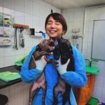 Yuriko Ishida Instagram - クリスマスイブです。子供の頃は一年で一番楽しみにしていた夢のような一日。大人になった今は、 終わりゆくこの一年に想いを馳せながら、いつも通りに過ごしております👏🏻🎄 さて お知らせです❗️ 「石田ゆり子　世界の犬と猫を抱きしめる 〜イギリス編」 先日行っていたイギリスはこのドキュメンタリーの撮影の為でした。 動物愛護先進国イギリス🇬🇧 この国の犬たち猫たちを取り巻く環境、そこで働く素晴らしいかたがたに会いに行ってきました。 どれも、わたしにとって宝物のような経験ばかりです。1人でも多くの皆さんに見ていただきたいです。 たくさんの犬たち猫たちも登場します。 イギリス編というからには次もあるのか？ それは神のみぞ知る…見てくださった皆様の感想次第かと思われます。ぜひお見逃しなきよう。 NHK BS 12/29(金) よる9時〜10:29 再放送　BSPプレミアム4K 2024.1/3(水) よる7:30〜8:59 BSです！お間違いなきよう🙏🏻🙏🏻 #石田ゆり子世界の犬と猫を抱きしめる #制作統括は山田あかねさん