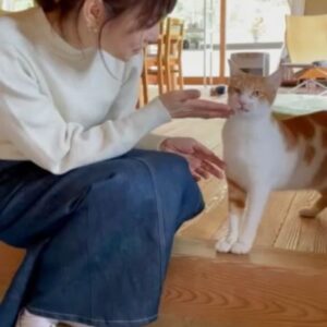 Yuriko Ishida Instagram - およそ一年前の大谷家。
ちびた(ソイ)との再会のシーン🐈👏🏻😊
この後ろ側に哲也さんの白磁とグリーンが
いくつも並んでます。
大谷家で息づく作品とグリーンたちは
ほんとうにのびのびと幸せそうなんです。
それにしても、ちびた(ソイ)
きみのずっとのおうちは本当に素敵だわ。
#そいちびたとの再会