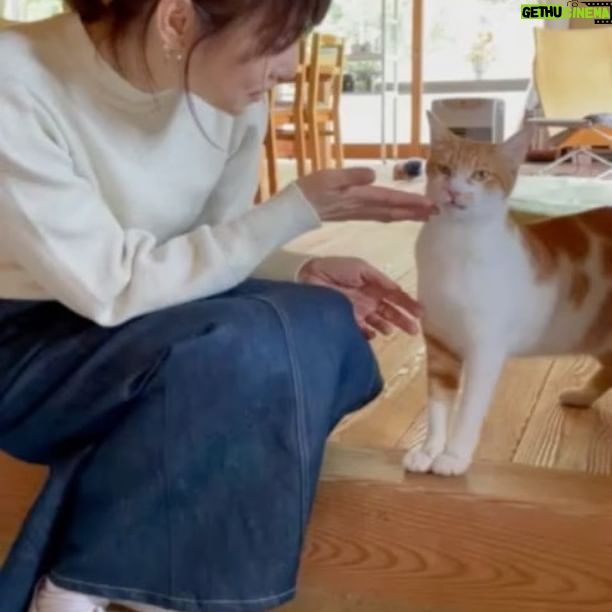 Yuriko Ishida - 193K Likes - およそ一年前の大谷家。
ちびた(ソイ)との再会のシーン🐈👏🏻😊
この後ろ側に哲也さんの白磁とグリーンが
いくつも並んでます。
大谷家で息づく作品とグリーンたちは
ほんとうにのびのびと幸せそうなんです。
それにしても、ちびた(ソイ)
きみのずっとのおうちは本当に素敵だわ。
#そいちびたとの再会