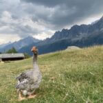 Yvonne Strahovski Instagram - There’s tooooo many shots to choose from #frenchalps #france🇫🇷 #parcdemerlet ps second slide with video of squeaky deer in background oh my heart