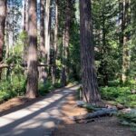 Yvonne Strahovski Instagram - 🛑 ✋ HEY BEAR ✋ 🛑 Bit of a surprise on our hike to Yosemite Falls 🐻 😱🤓🥾👍🏼🌲⛺️