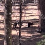 Yvonne Strahovski Instagram - Hey Bear #sequoianationalpark