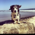 Yvonne Strahovski Instagram – Can’t believe it’s been two years today that you’ve been gone. Miss you forever Chazzy ❤️ Hope I get to see you again someday my best bud. I love you 🌼