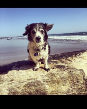 Yvonne Strahovski Instagram - Can’t believe it’s been two years today that you’ve been gone. Miss you forever Chazzy ❤️ Hope I get to see you again someday my best bud. I love you 🌼