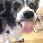 Yvonne Strahovski Instagram – Can’t believe it’s been two years today that you’ve been gone. Miss you forever Chazzy ❤️ Hope I get to see you again someday my best bud. I love you 🌼