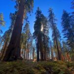 Yvonne Strahovski Instagram - #sequoianationalpark