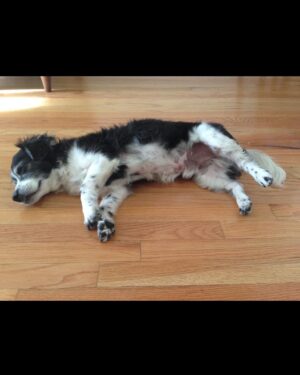 Yvonne Strahovski Instagram - Can’t believe it’s been two years today that you’ve been gone. Miss you forever Chazzy ❤️ Hope I get to see you again someday my best bud. I love you 🌼