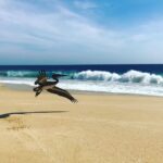 Yvonne Strahovski Instagram – Captured. #cabosanlucas