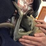 Yvonne Strahovski Instagram - The second cutest thing I ever did see 😍 baby joey!!! 😍