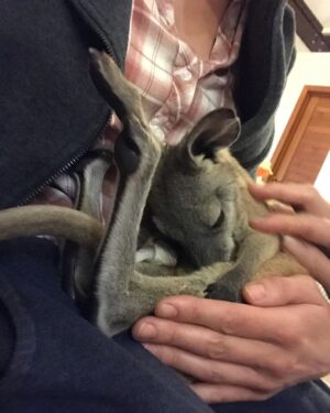 Yvonne Strahovski Instagram - The second cutest thing I ever did see 😍 baby joey!!! 😍