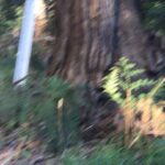 Yvonne Strahovski Instagram - And part two of Mr Koala 🐨 Amazing! What a nice surprise after finally taking a breath after two intense weeks of shooting #Stateless #lovemyjob #lovemyoutdoors ❤️