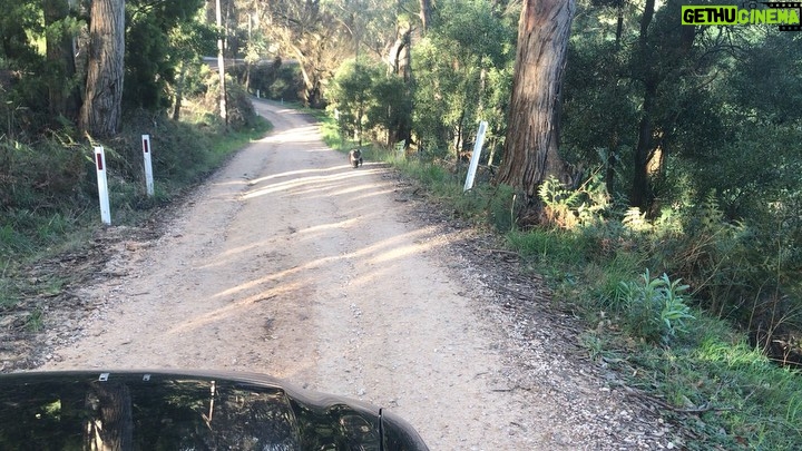 Yvonne Strahovski Instagram - Well this was just sheer luck!! Look what we came across on our weekend cruise!! Weekend made ✅ 🐨 🍃
