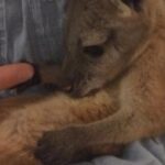 Yvonne Strahovski Instagram - The second cutest thing I ever did see 😍 baby joey!!! 😍