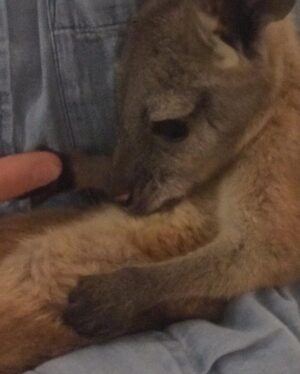 Yvonne Strahovski Instagram - The second cutest thing I ever did see 😍 baby joey!!! 😍