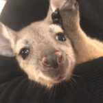 Yvonne Strahovski Instagram - The second cutest thing I ever did see 😍 baby joey!!! 😍