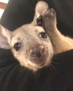 Yvonne Strahovski Instagram - The second cutest thing I ever did see 😍 baby joey!!! 😍