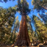 Yvonne Strahovski Instagram - Hey Bear #sequoianationalpark