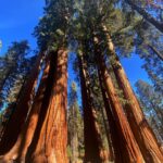 Yvonne Strahovski Instagram - Hey Bear #sequoianationalpark