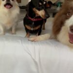 Zélia Duncan Instagram - Minhas enfermeiras no isolamento! Valeu Cacau, Gilda e Elza! Passou!