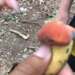 Zazie Beetz Instagram – 🍄 a • c o l o r • c h a n g i n g • m u s h r o o m 🍄 isn’t the world just magical??? You have lived to today! Defied the odds. Was the sperm that met the egg out of MILLIONS and you are H E R E in this blip of infinite time breathing in cool fresh air and feeling the warm sun on your goosebumpy skin and having your heart completely broken and sobbing with grief and laughing with ecstasy and eating with delectable joy and feeling lusty for all things lustful and petting a cat. You are doing all of these magical things that sweet nature has handed to you, and you will continue to live out this time in full wonder! You are divine, you sweet, sweet soul! You color changing mushroom, you!!!!!