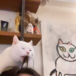 Zeynep Çamcı Instagram – Kedatin bakım🧴Kuaförümü çok sormuşsunuz gardaş🐈🌹📿