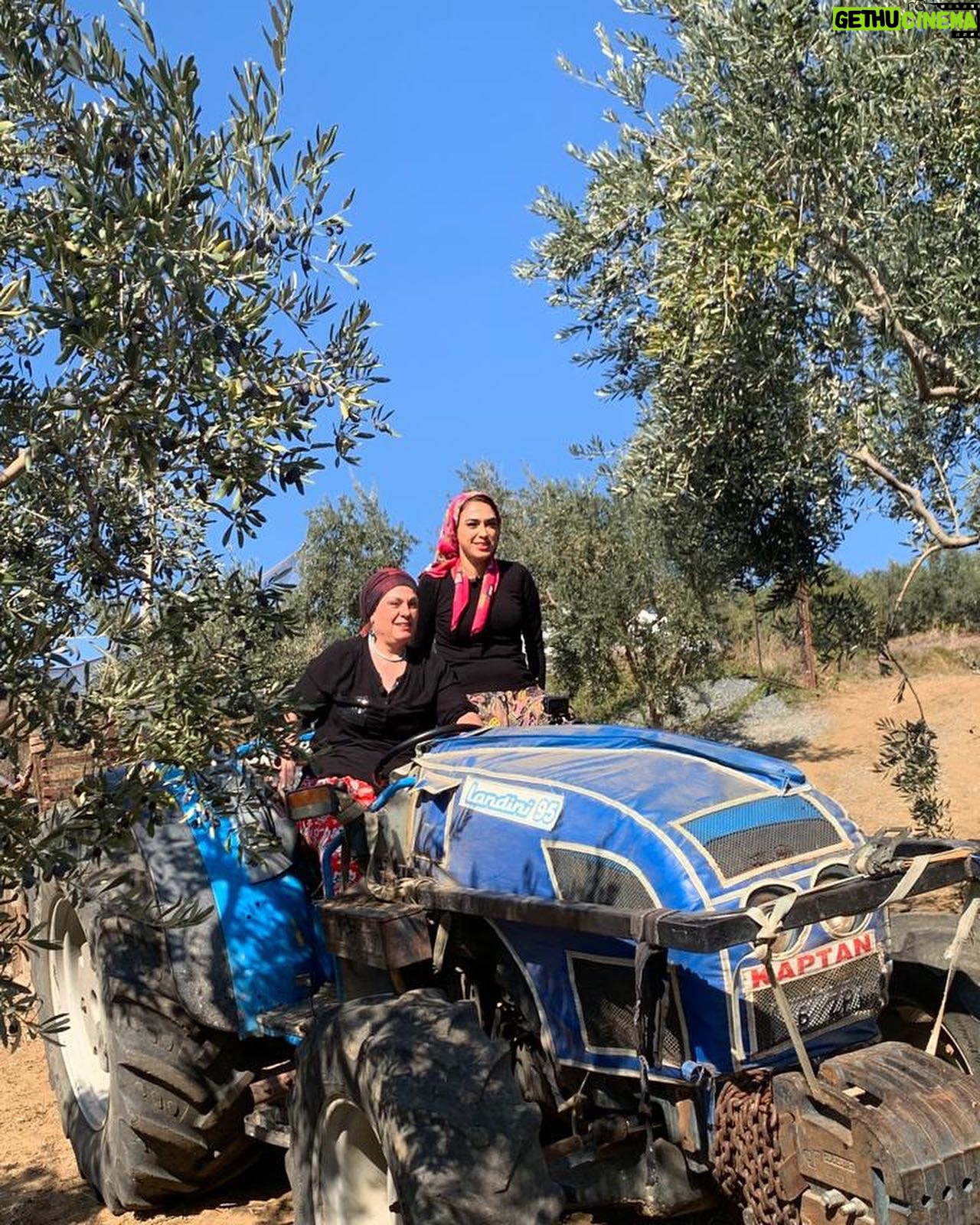 Zuhal Topal Instagram - Gemlik’te,giydim şalvarımı;bindim traktöre,zeytin topladım🥰Sizlere Bursa’dan harika çekimlerle geliyoruz👍🏻😉 @yemekteyiz @dualmedya @korhansayginer @tv8 #zuhaltopallayemekteyiz