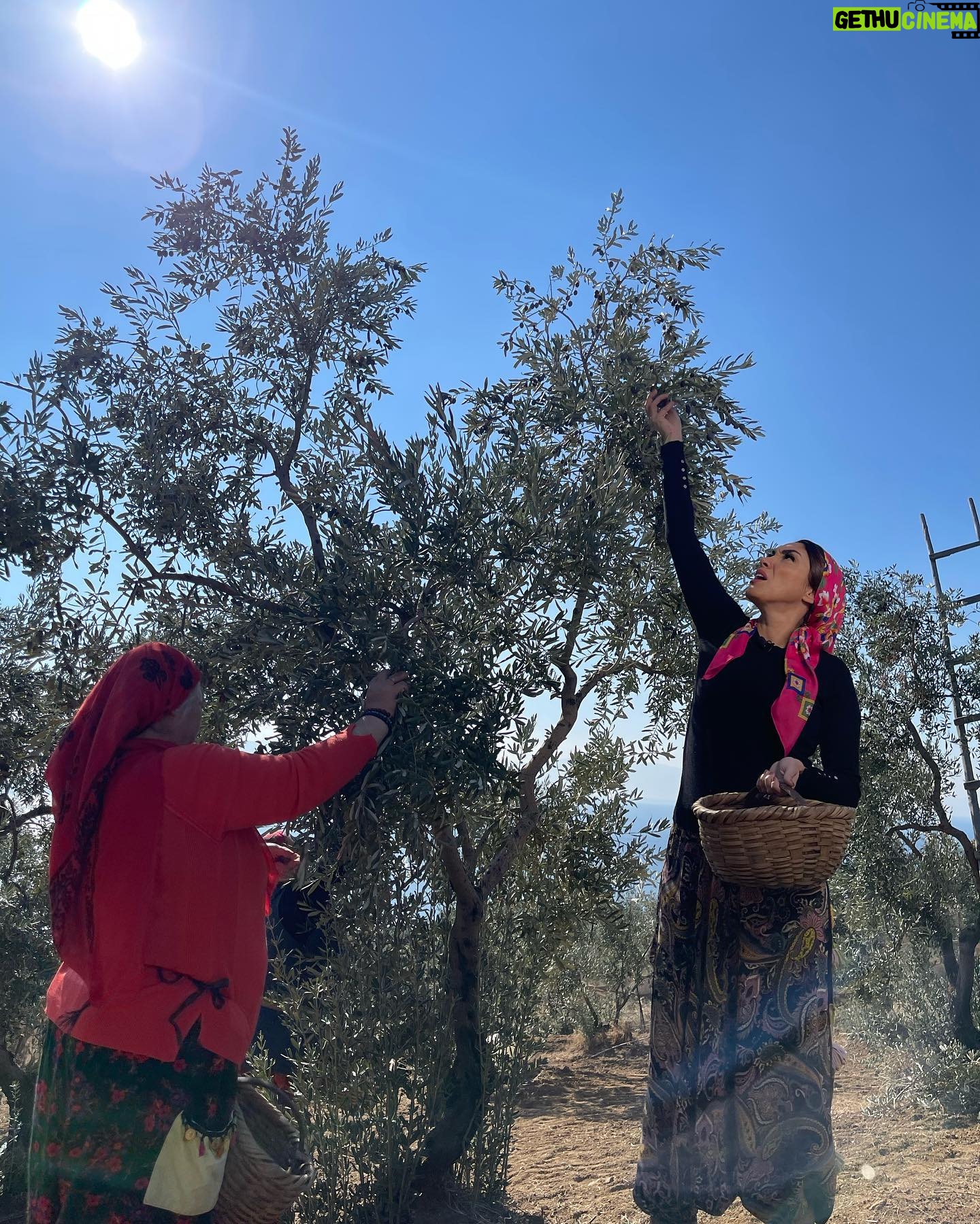 Zuhal Topal Instagram - Gemlik’te,giydim şalvarımı;bindim traktöre,zeytin topladım🥰Sizlere Bursa’dan harika çekimlerle geliyoruz👍🏻😉 @yemekteyiz @dualmedya @korhansayginer @tv8 #zuhaltopallayemekteyiz