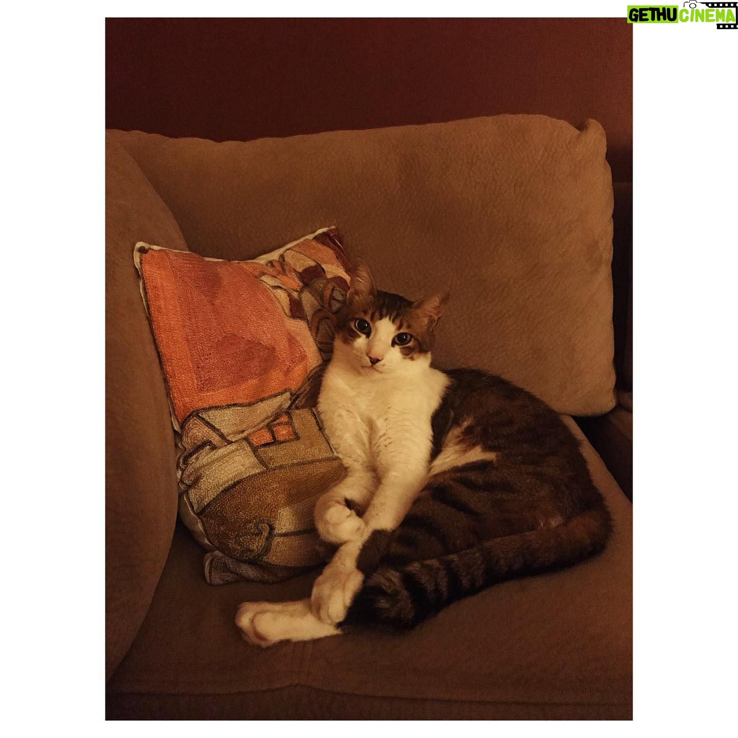 Açelya Devrim Yılhan Instagram - Bu akşamki değerli konuğum meow meow fuzzyface. Kendisiyle Anunnakiler ve Mu Kıtası hakkında konuşacağız.