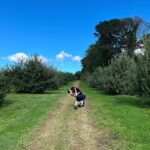 ALB in Wonderland