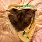 Abbey Hoes Instagram – Hier een inkijkje in mijn brein 🧠 Welke 3 woorden omschrijven jou op dit moment het beste? Ik denk voor mij……. Eten, katten & muziek